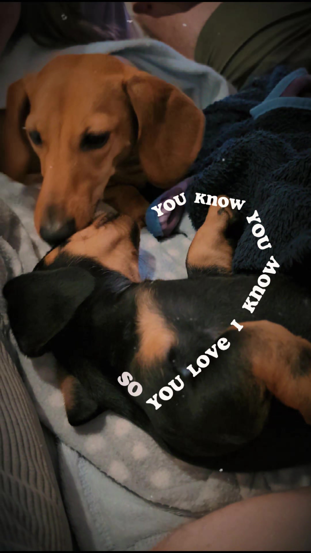 @The Dachshund Diaries 🐾