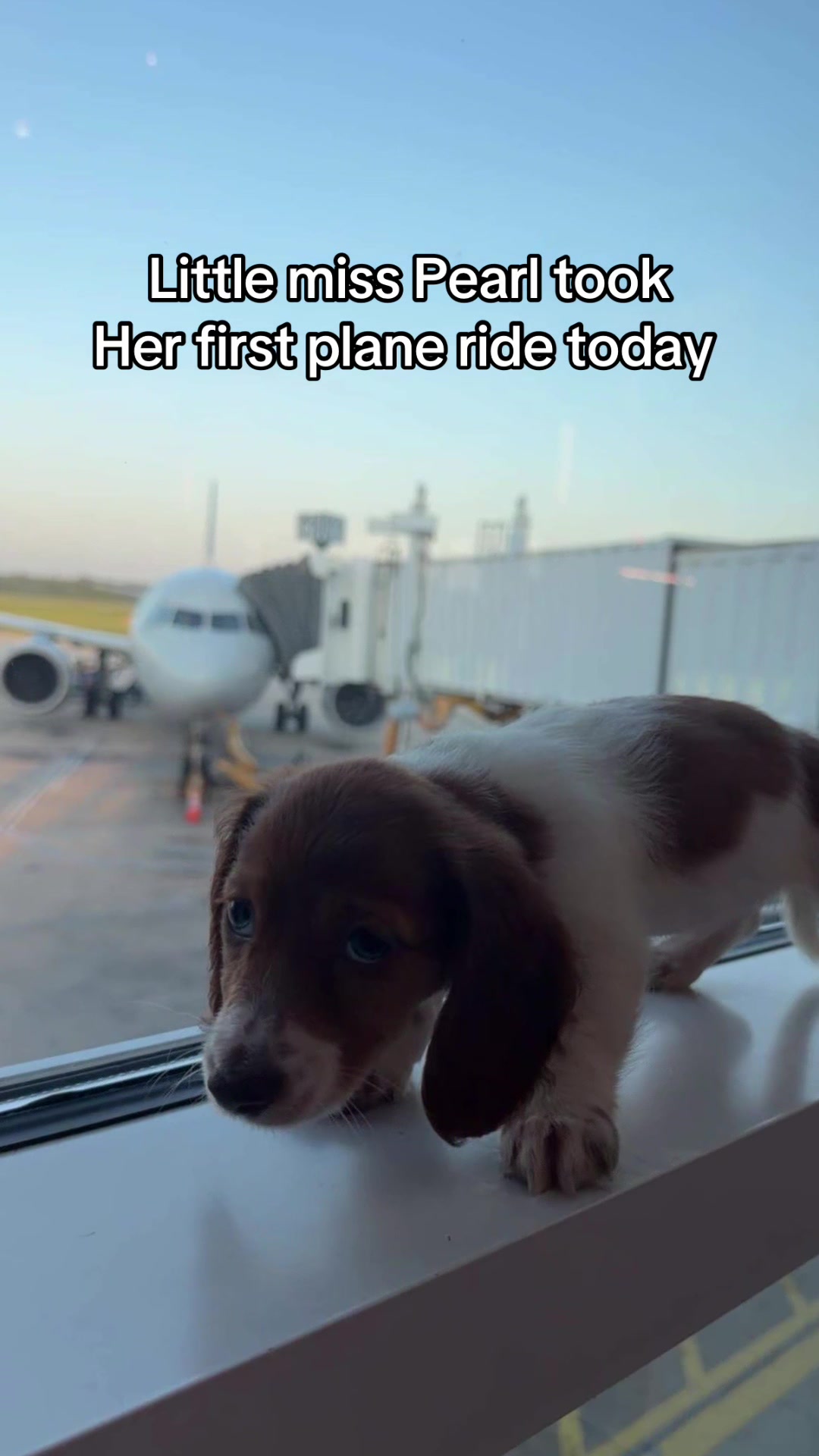 @MyDitzyDoxiesOfFlorida