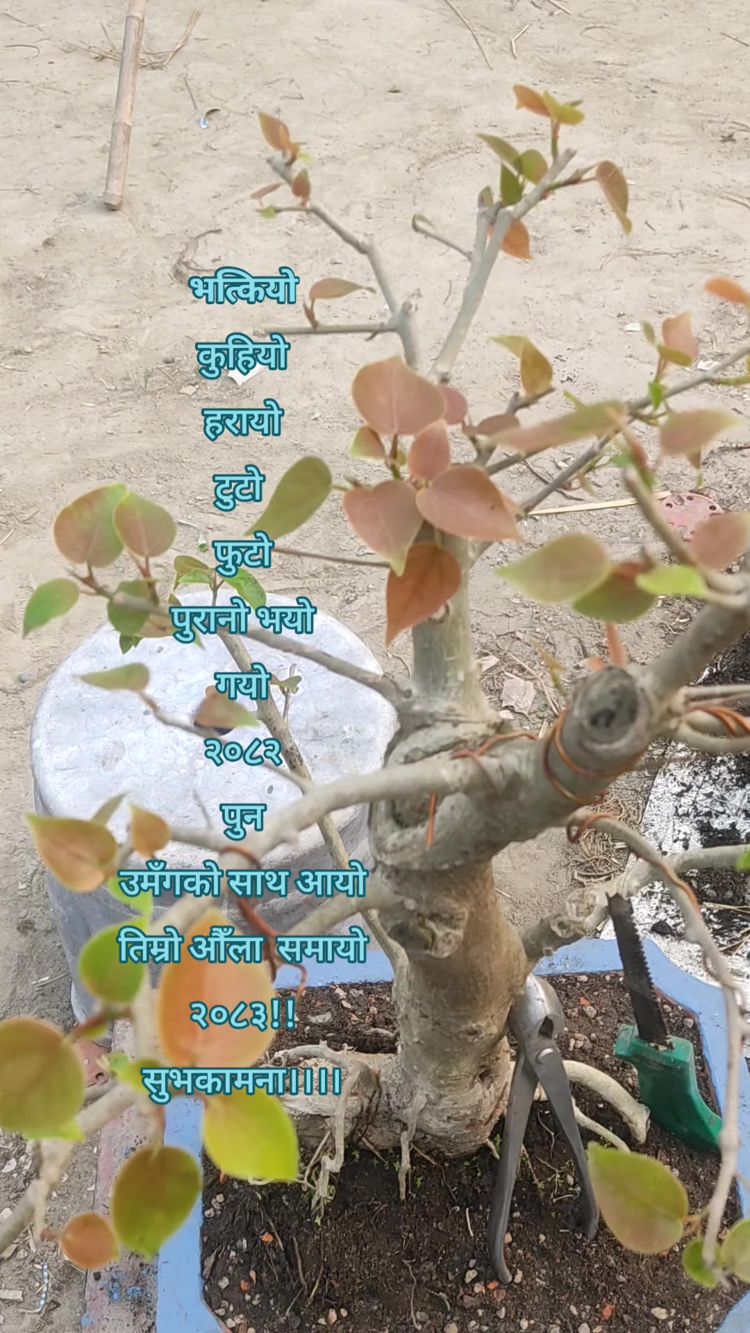 @BIRAT BONSAI