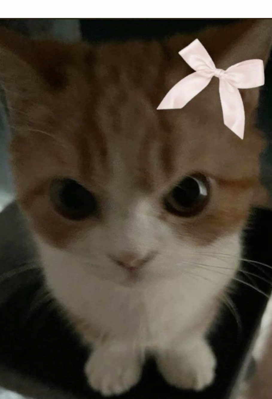 @ѕн&iota;к&iota;я&alpha;?