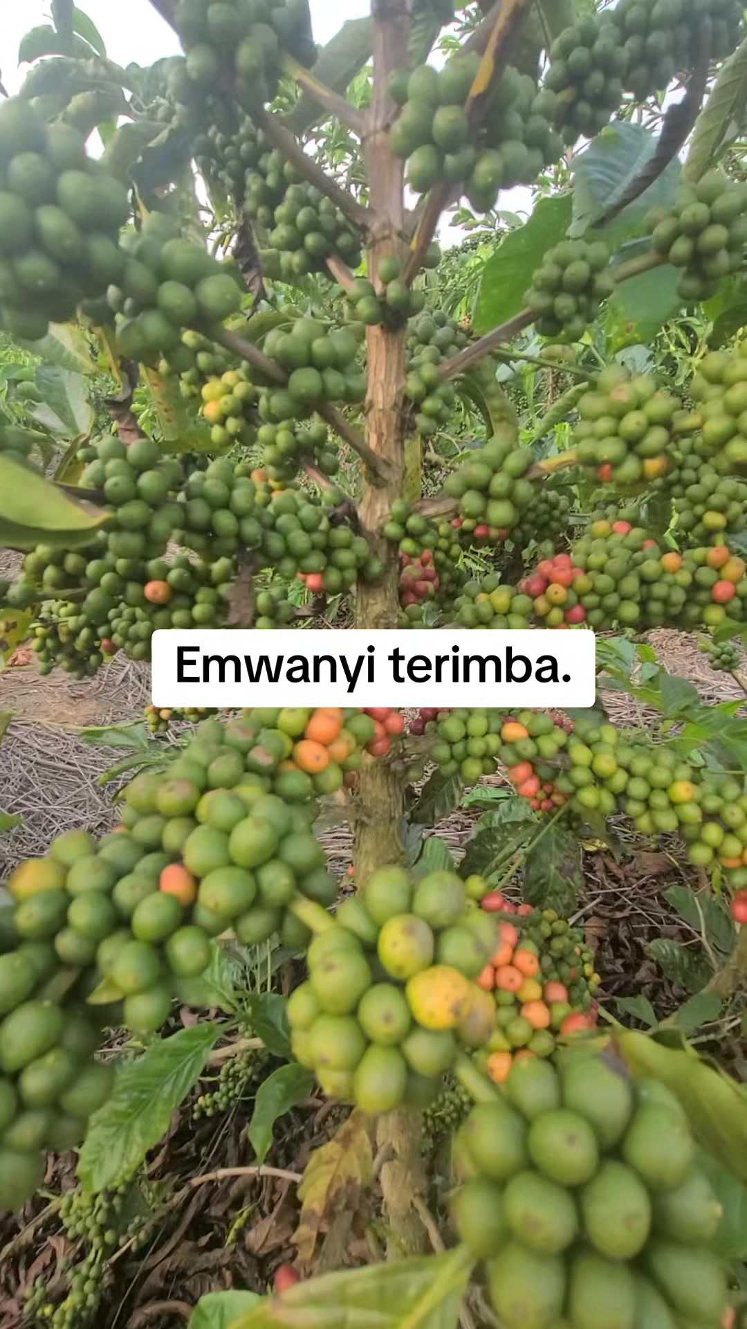 @Lubega
