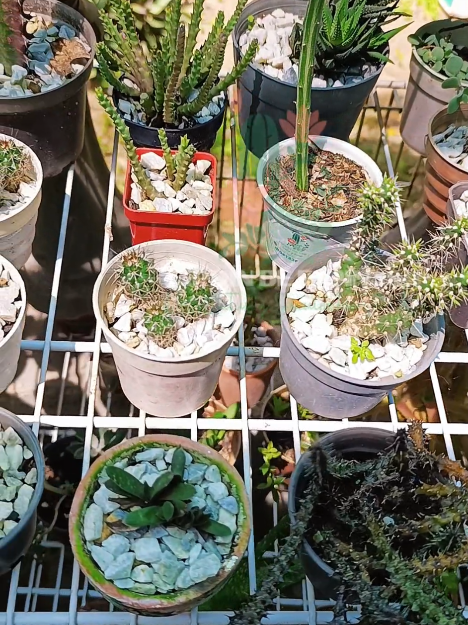 @CACTUS JARDIN DE ESPINAS