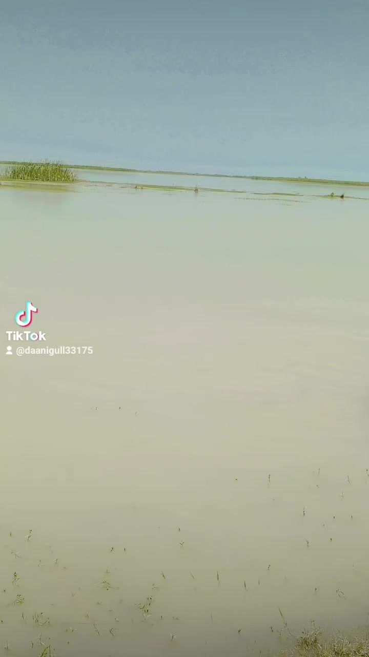 @Dani Gull 🚩