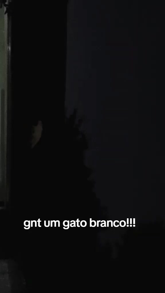 @~gatos brancos⚪🤍(-> <-)☆♡~