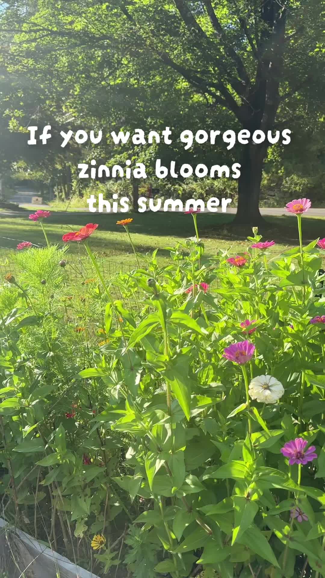 @Manica | zone 6a gardener