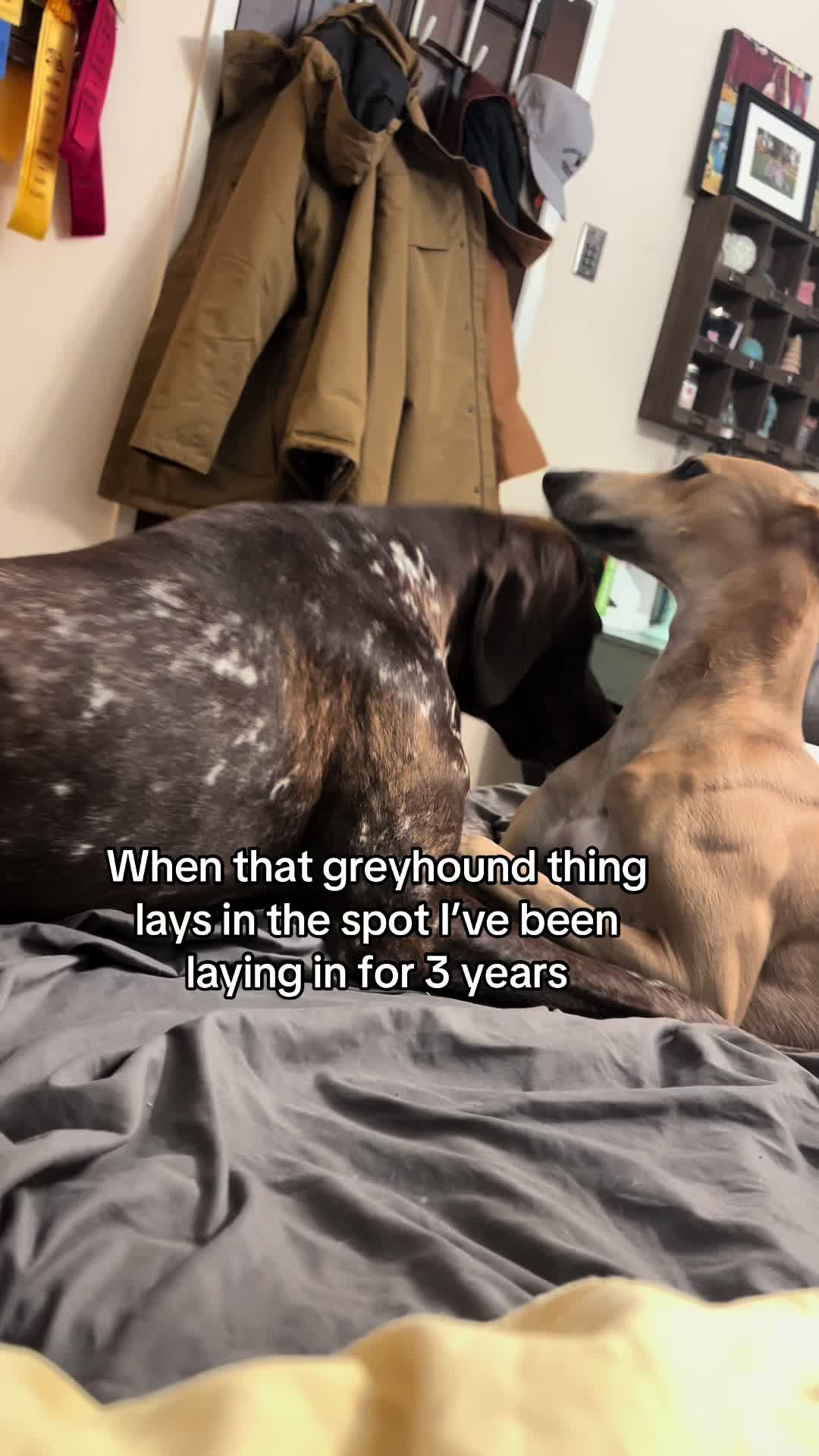@alice_the_gsp