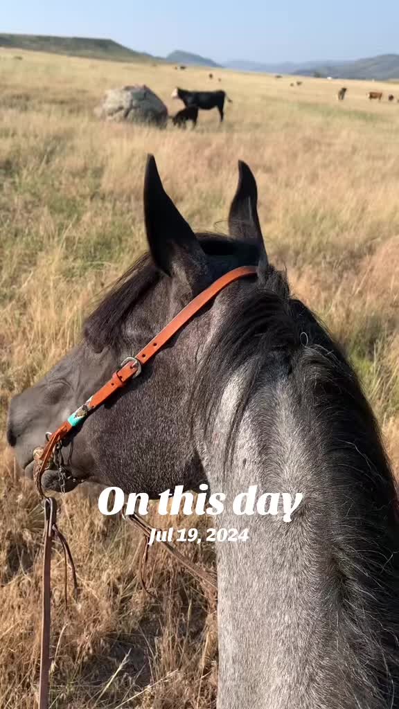 @K&R Performance Horses