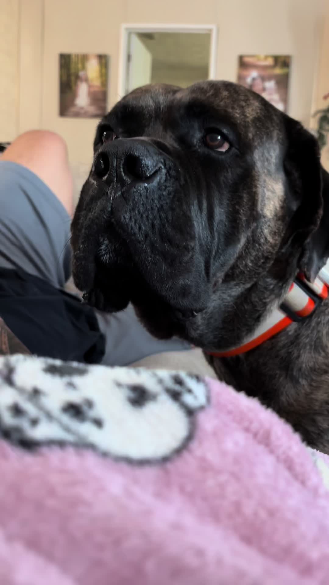 @HULK the mastiff