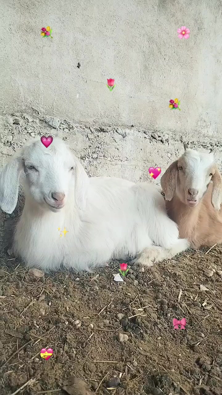 @𝐆ü𝐥𝐬ü𝐦