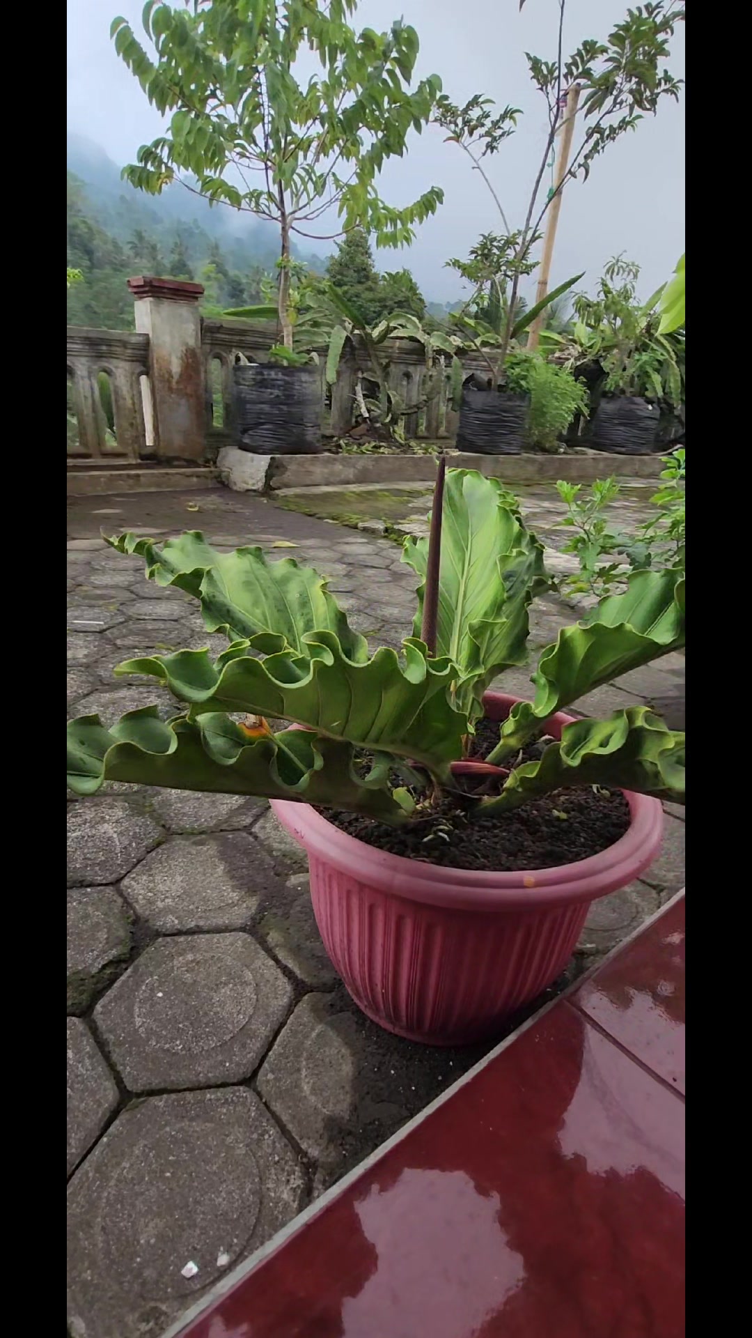 @sriarum