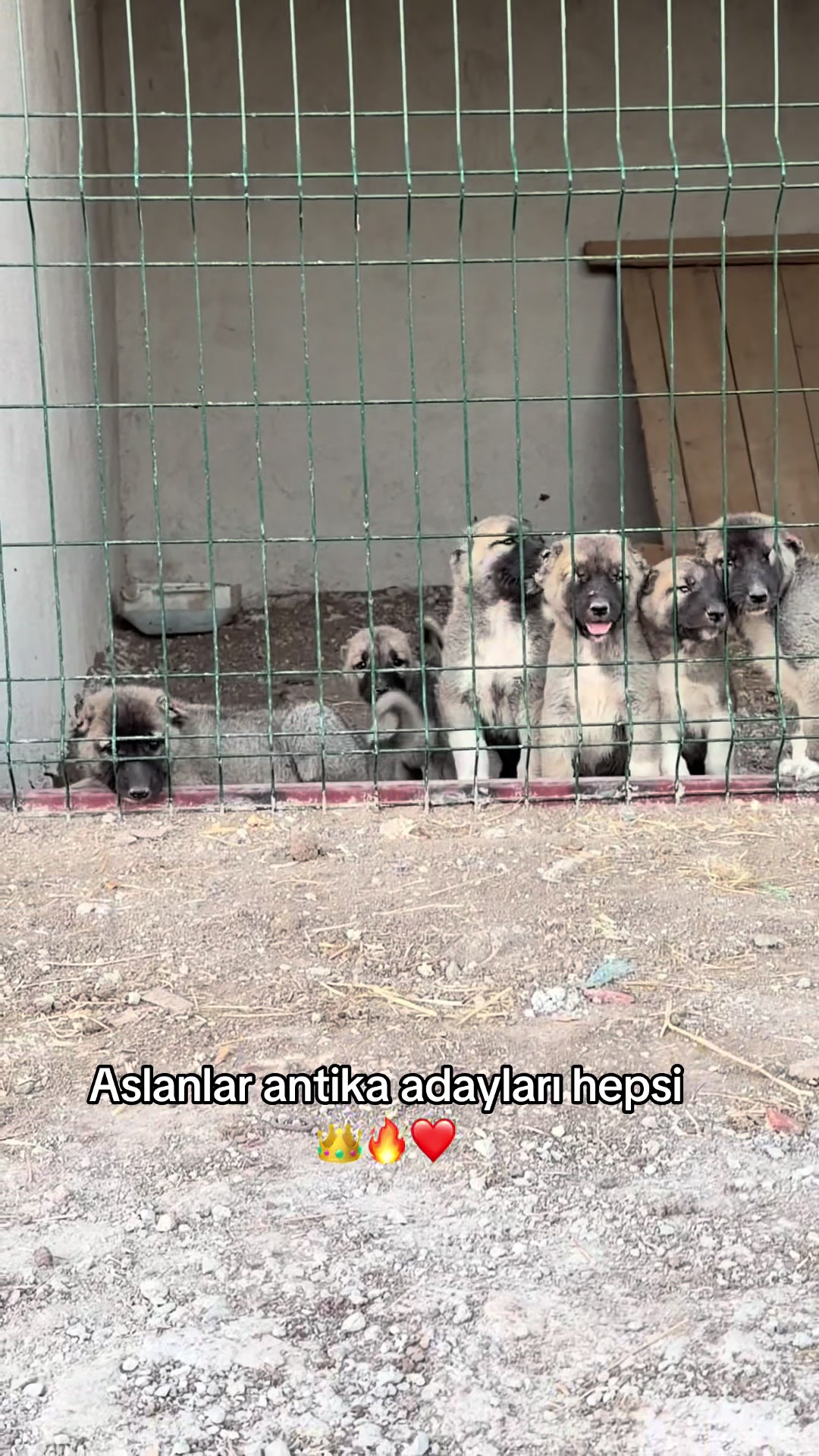 @kangalcı serkan