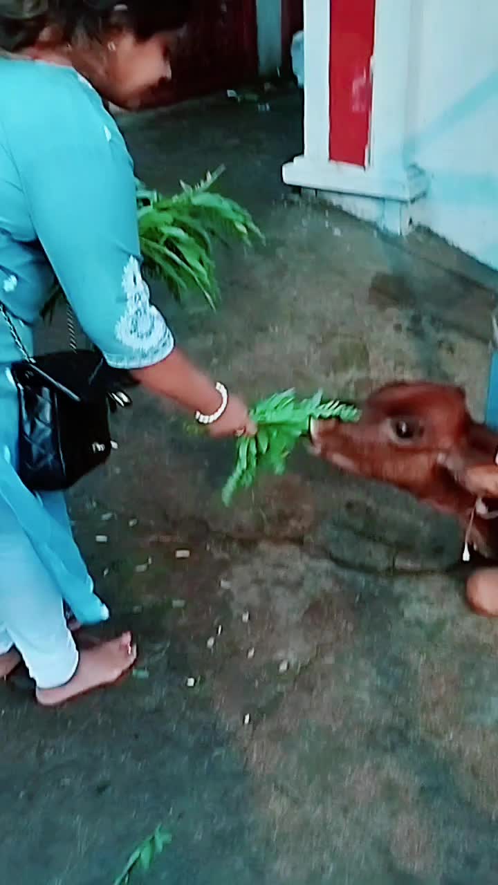 @69 SV RASI