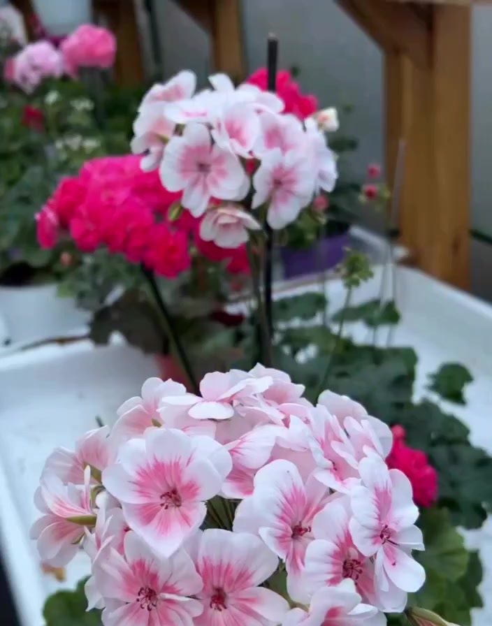 @💧Çiçek dostu 🇹🇷💧