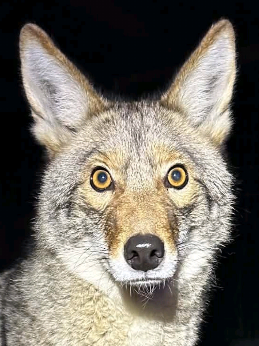 @saveafox