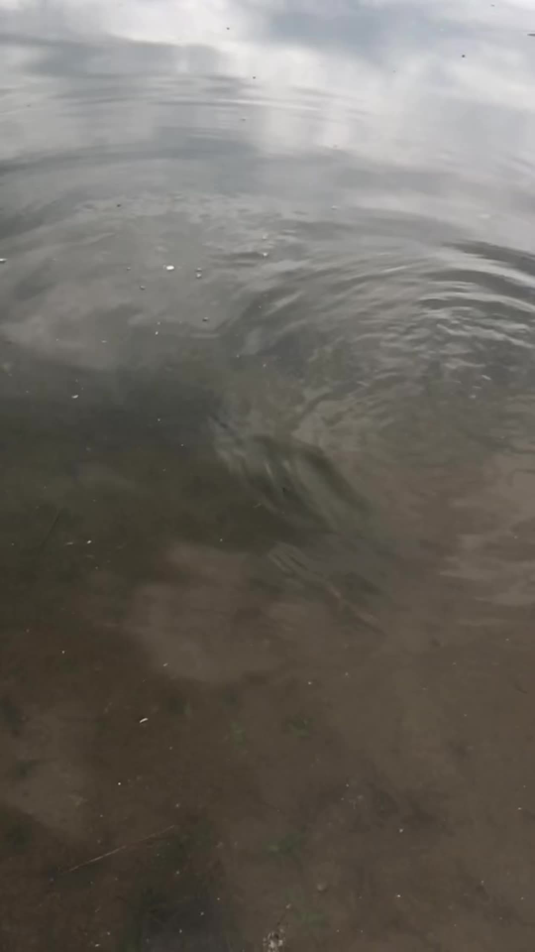 @Bassfeeder