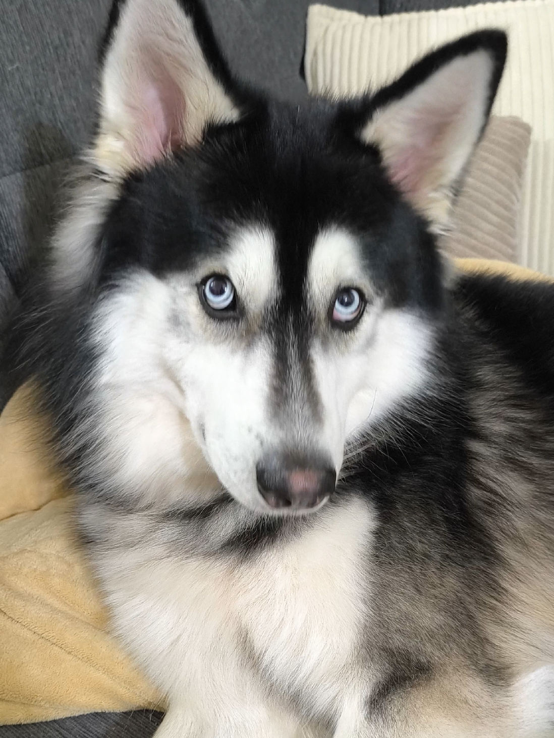 @cythehusky