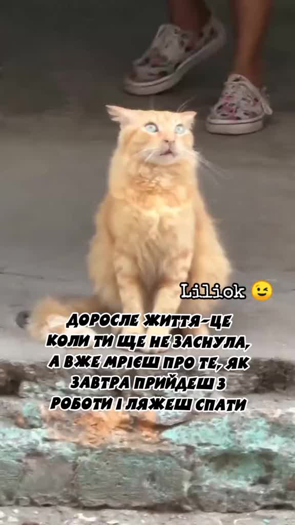 @✨Liliok✨