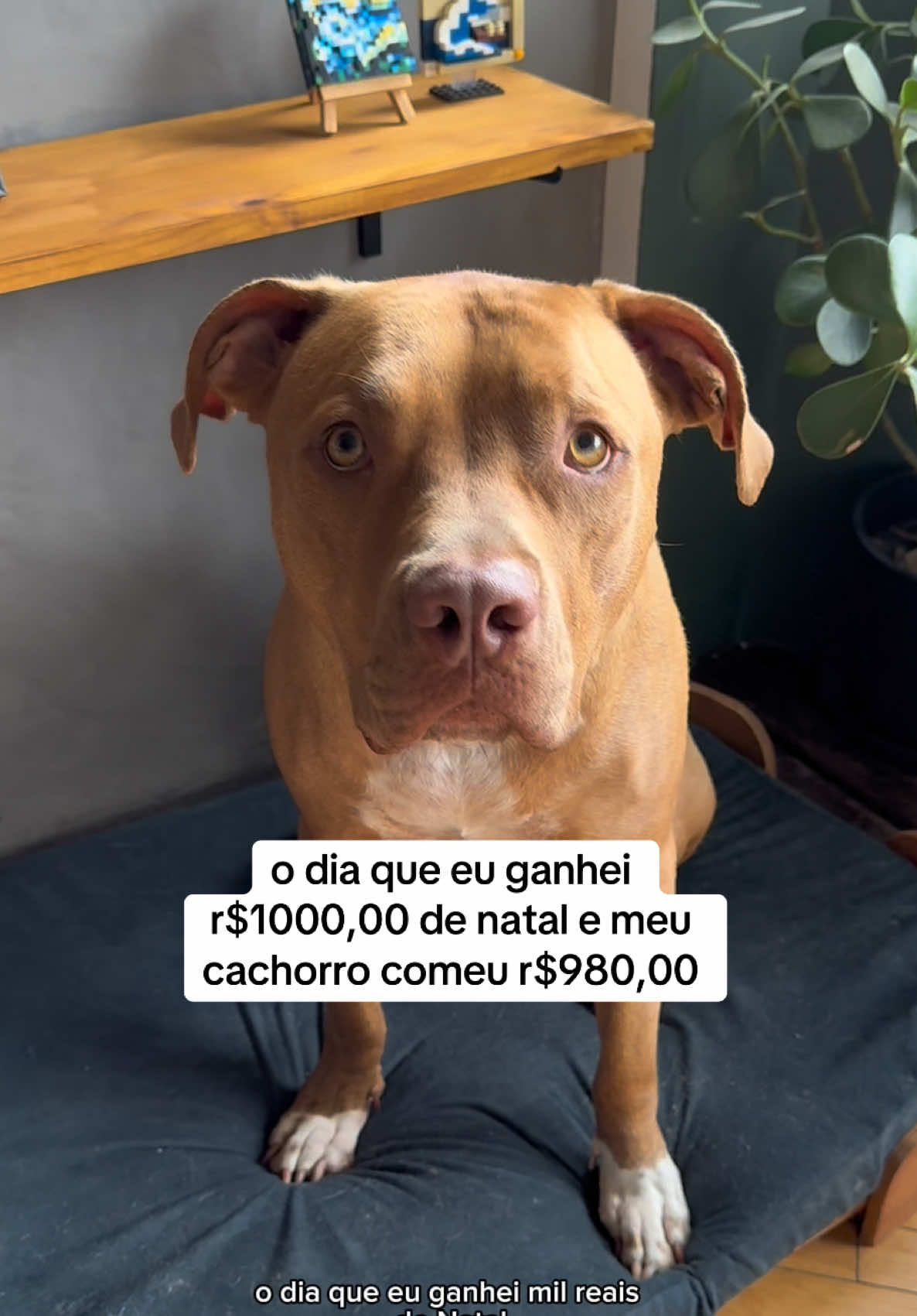 @2DOGSEMEIO