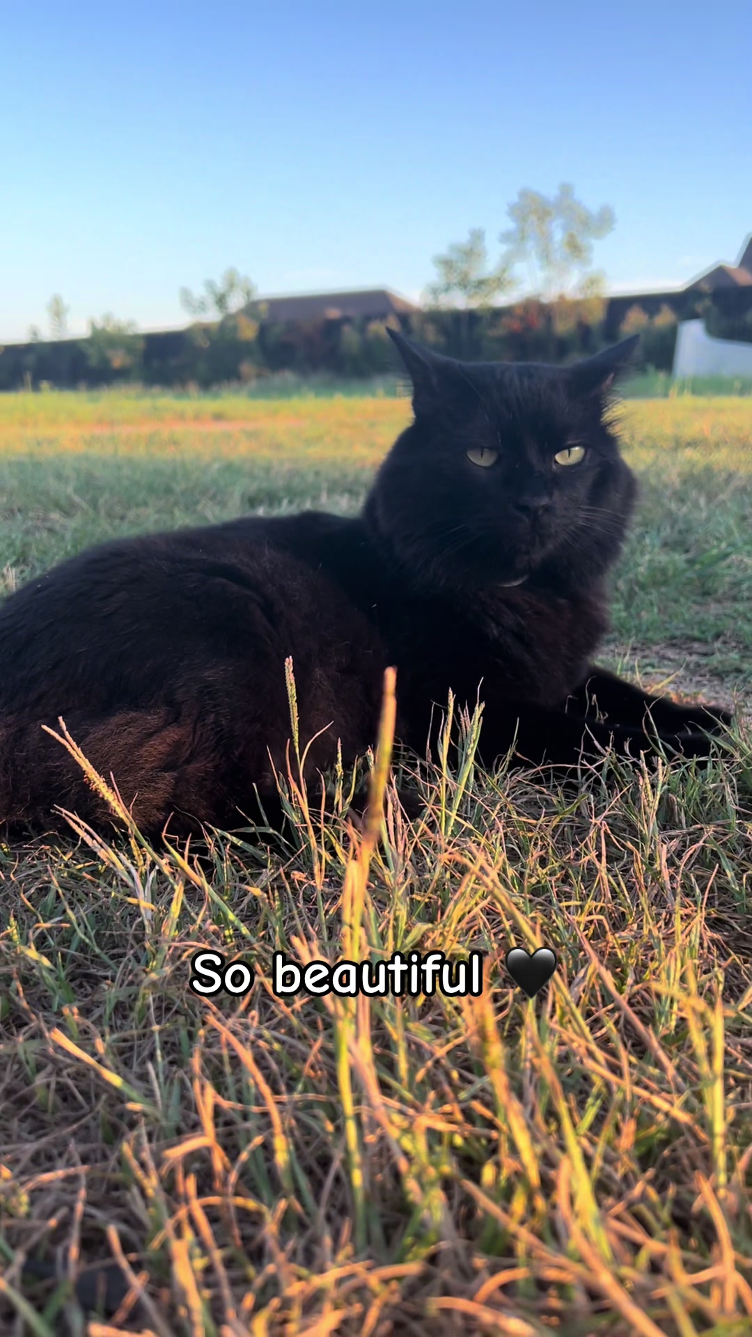 @presleythetuxie