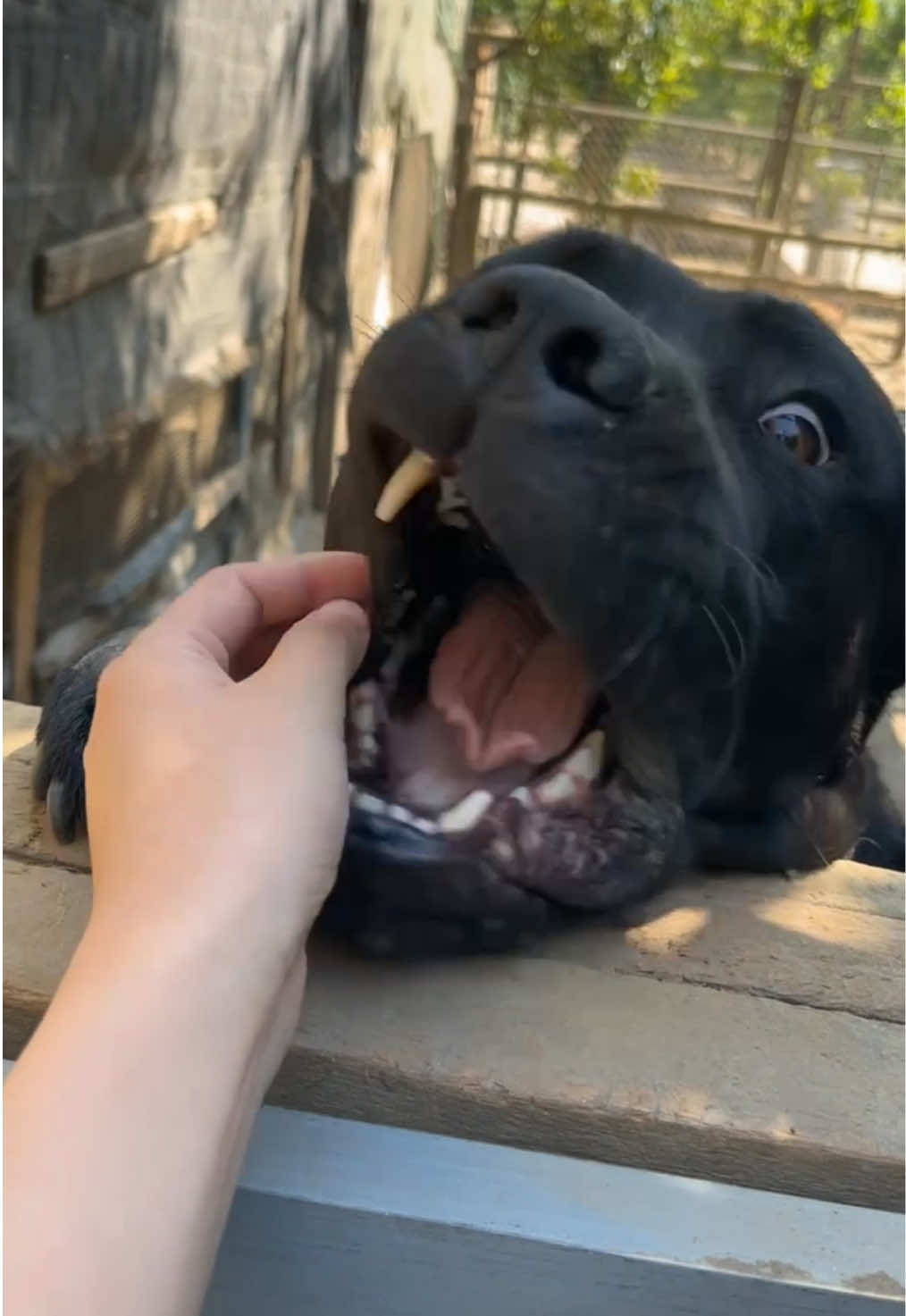 @𝓡𝓸𝓼𝓪 ᥫ᭡