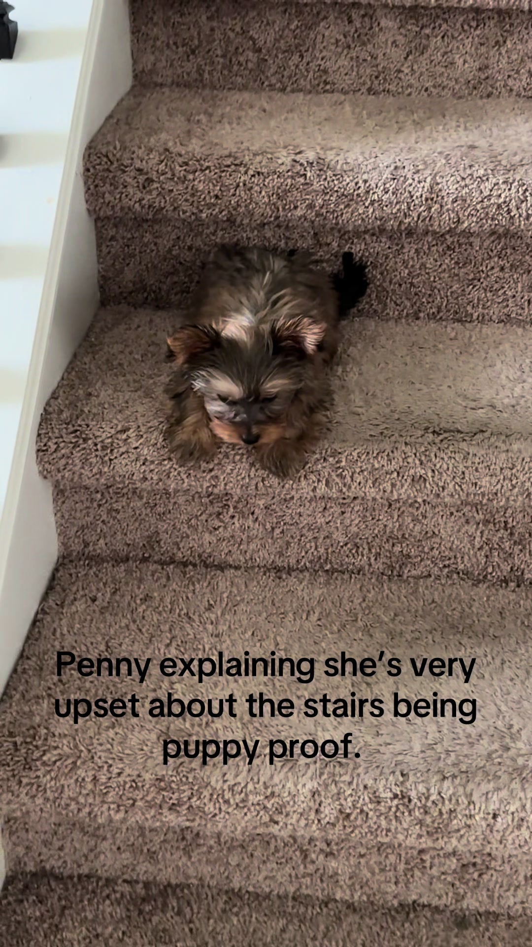 @Penny the Yorkie