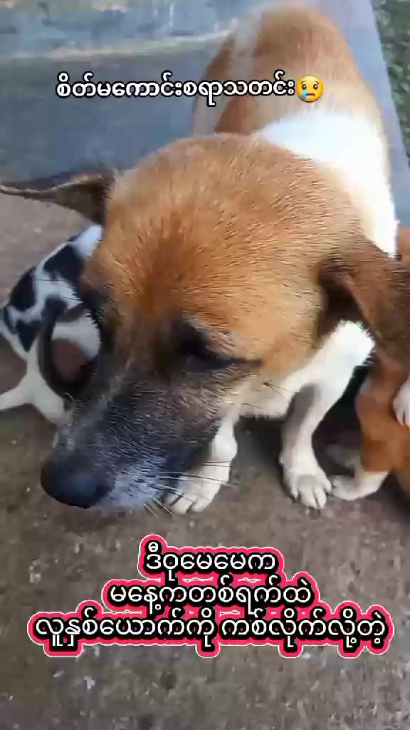 @MyanmarStreetAnimalProtection