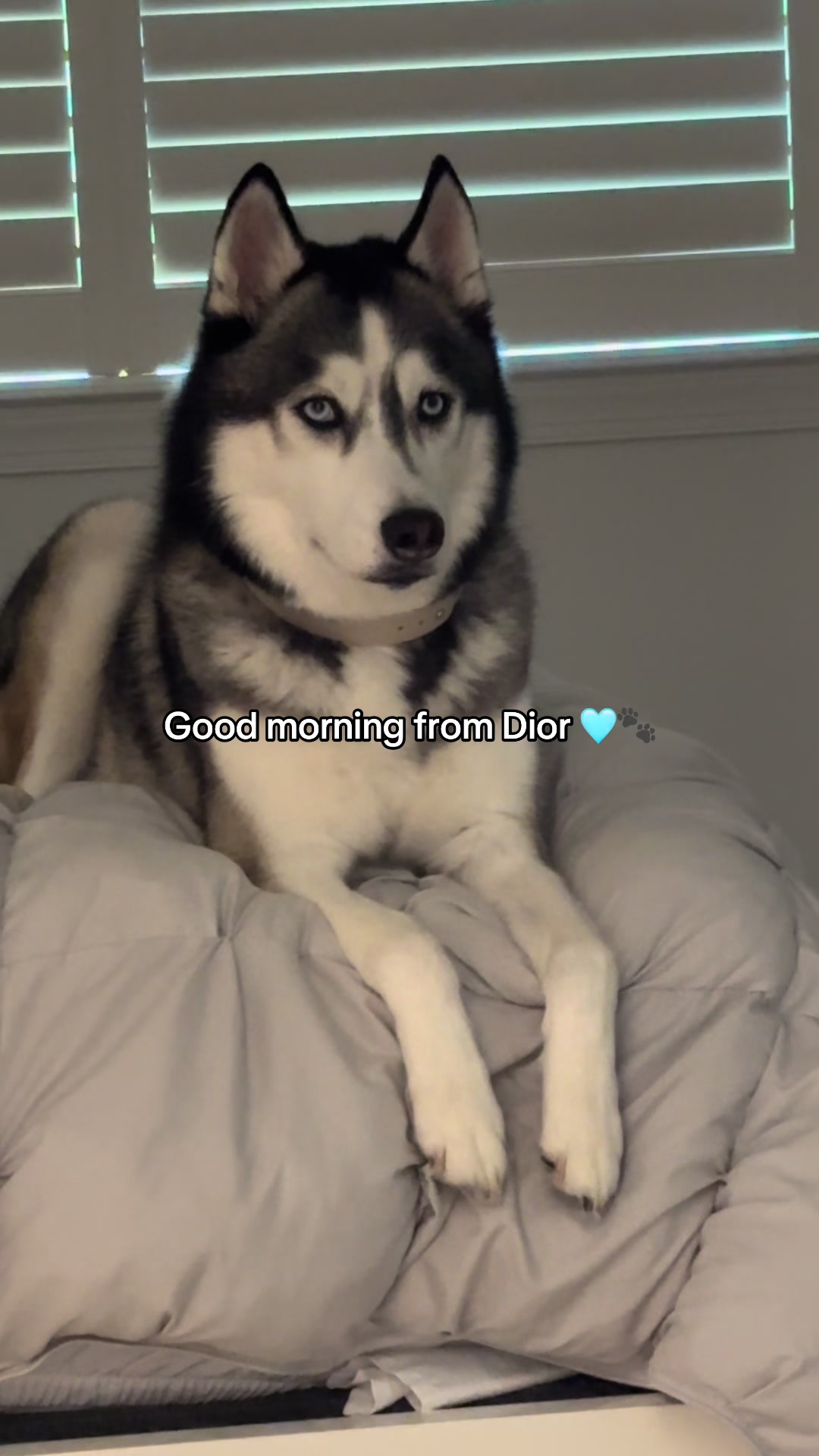 @lifewith2huskies