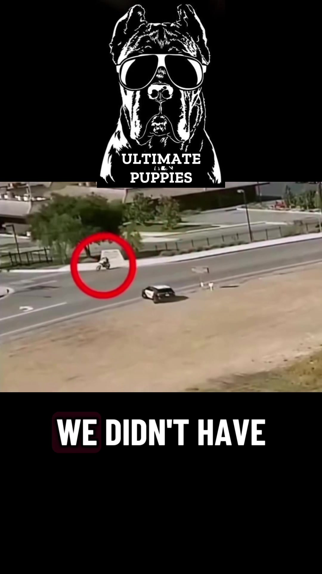 @Ultimate Puppies
