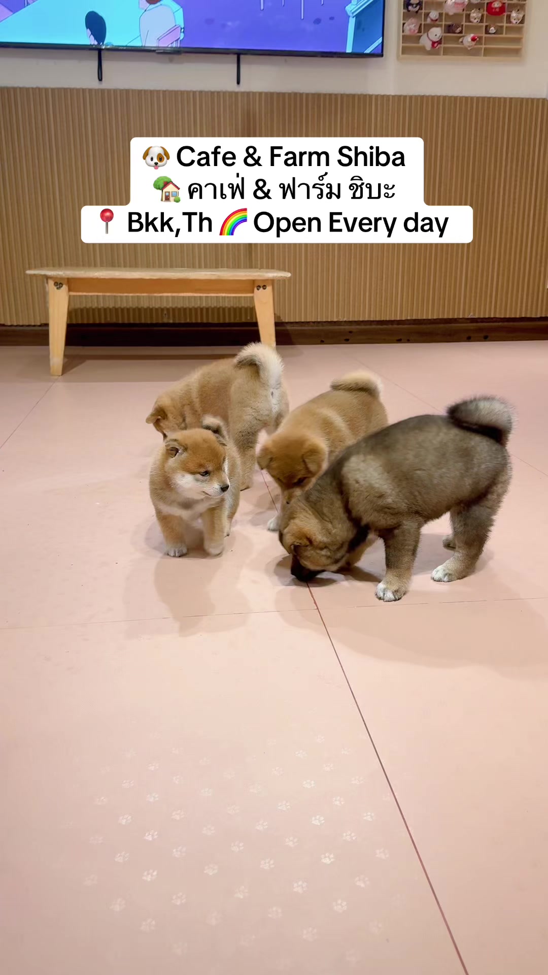 @Shibainu Story