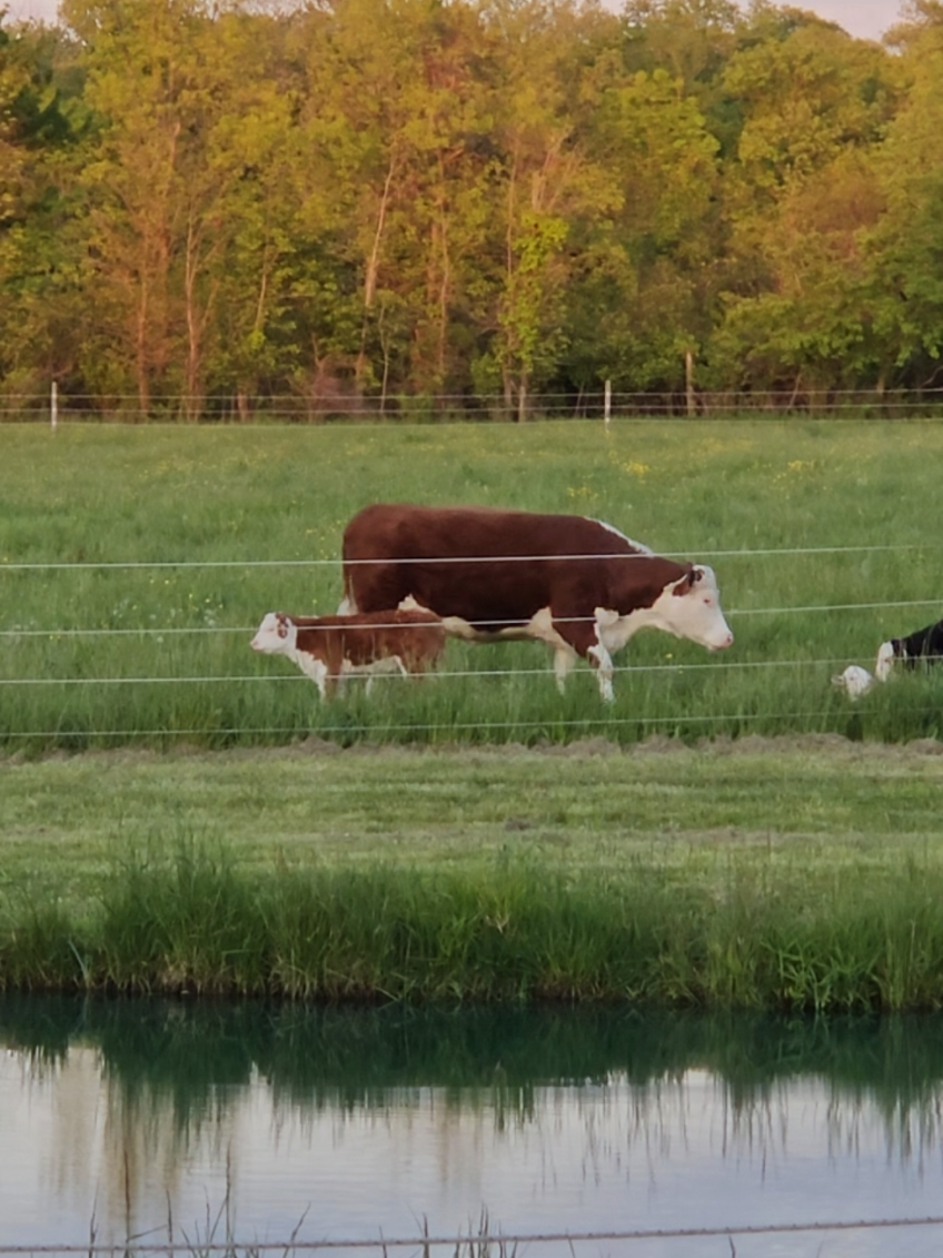 @Contraban Farms