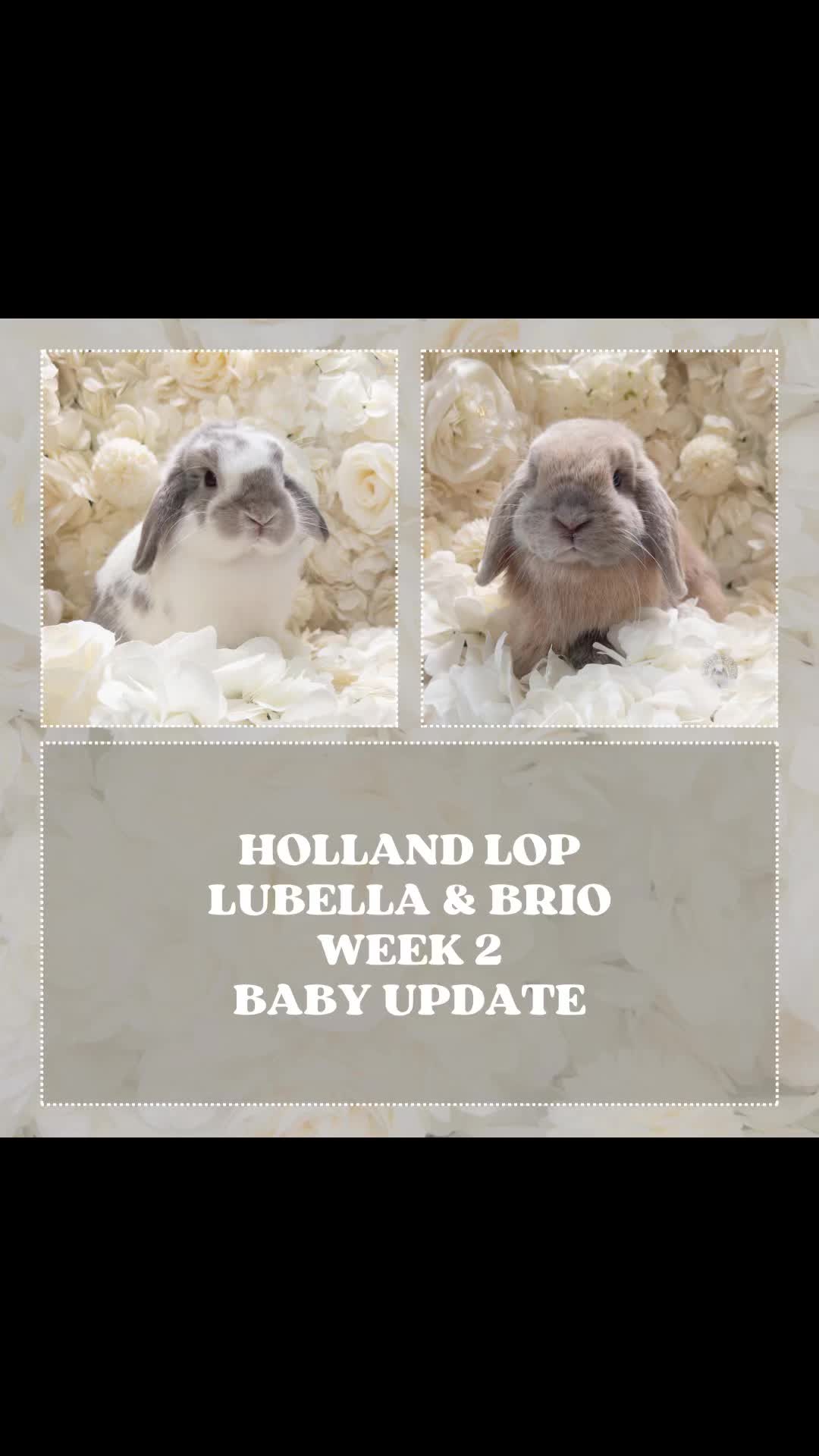 @Heartsofhollandsnyc