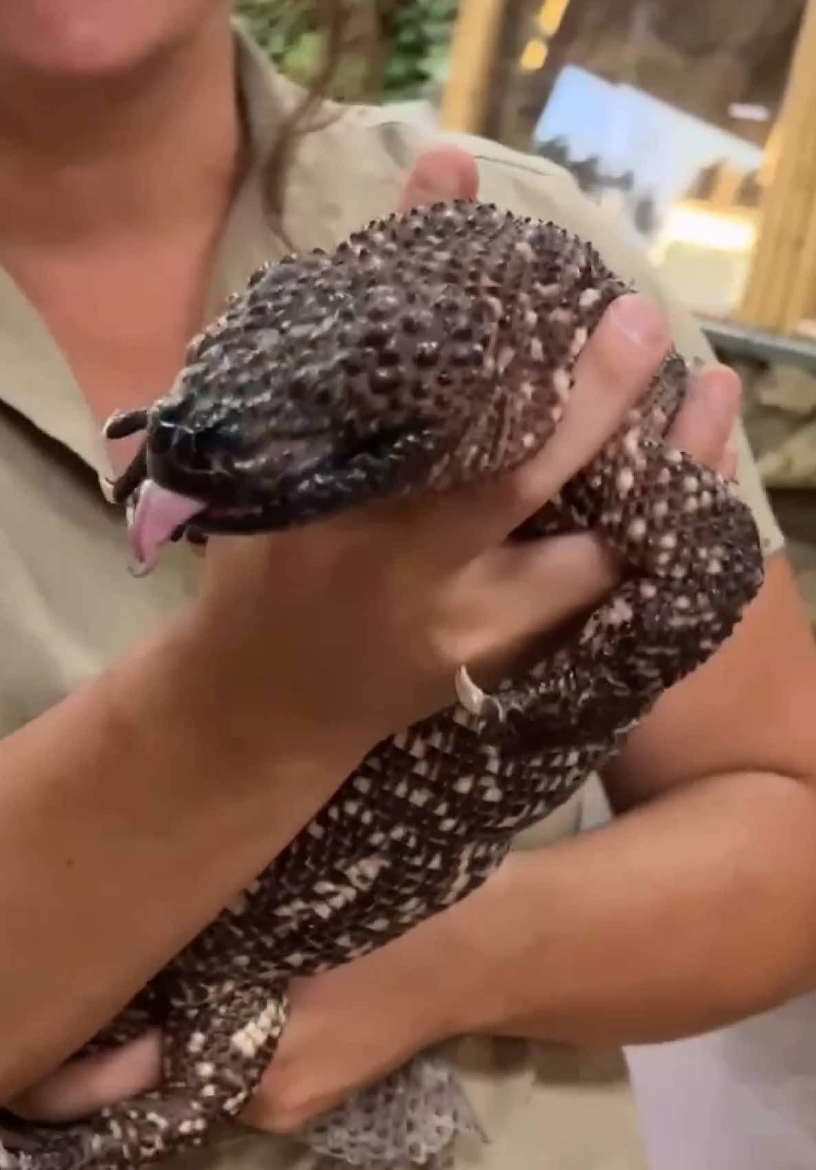 @The Reptile Zoo