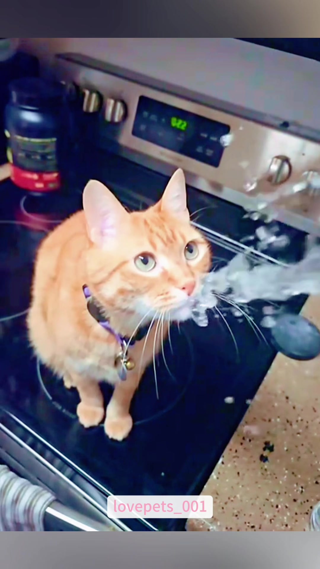 @lovepets_001