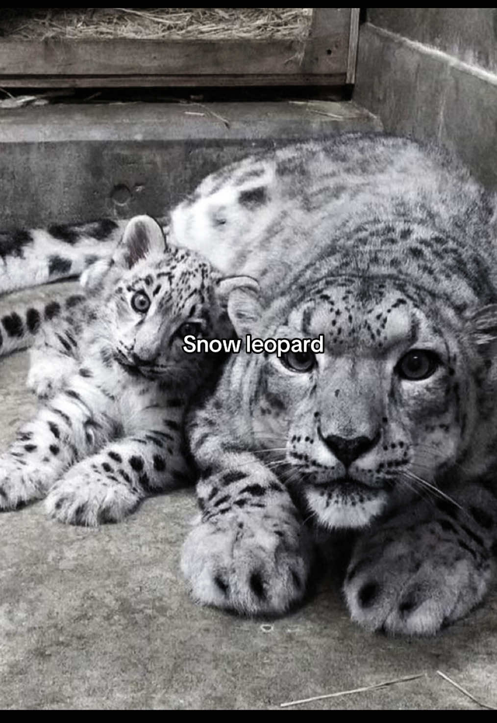 @𝓢