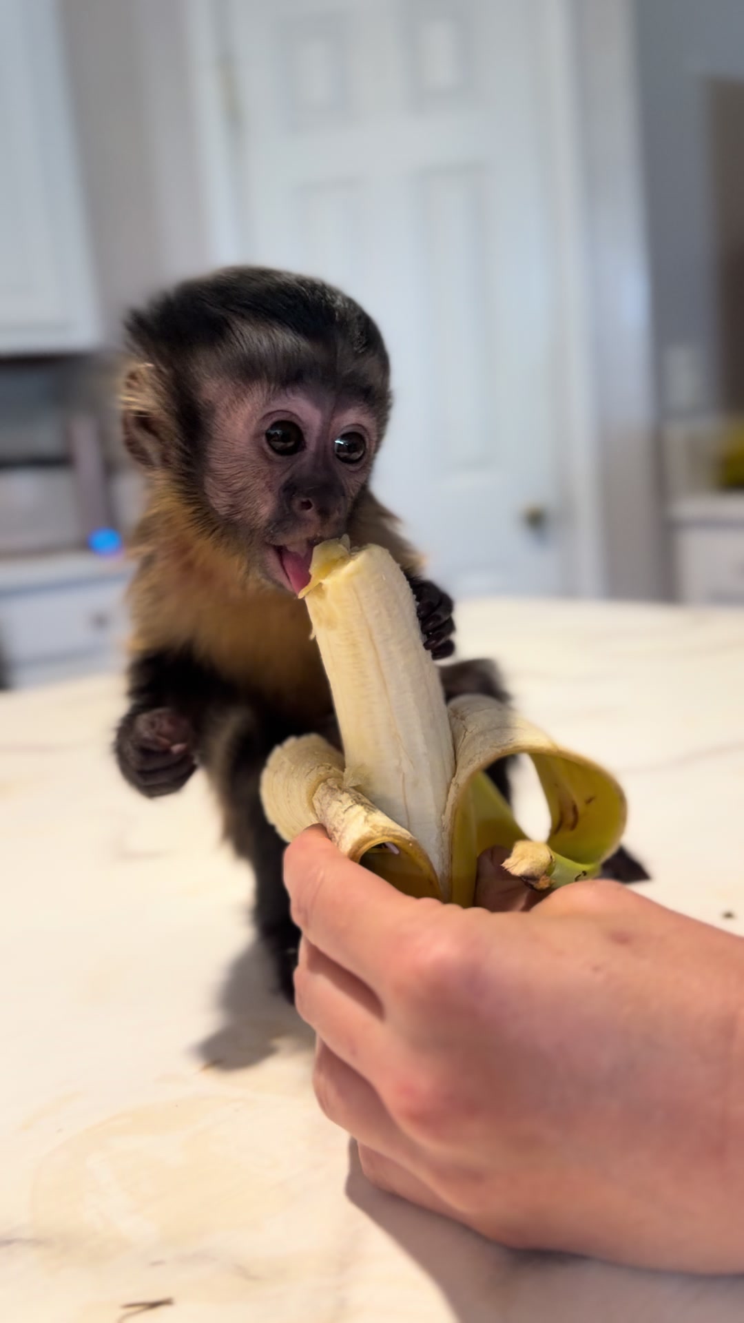 @Wild South Exotics