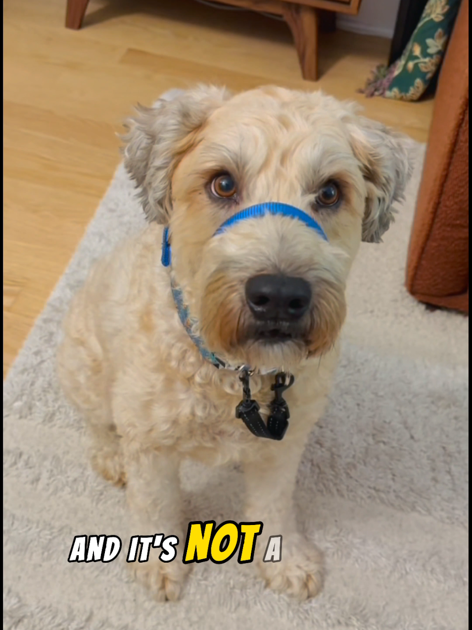 @The Belly Rub Hub