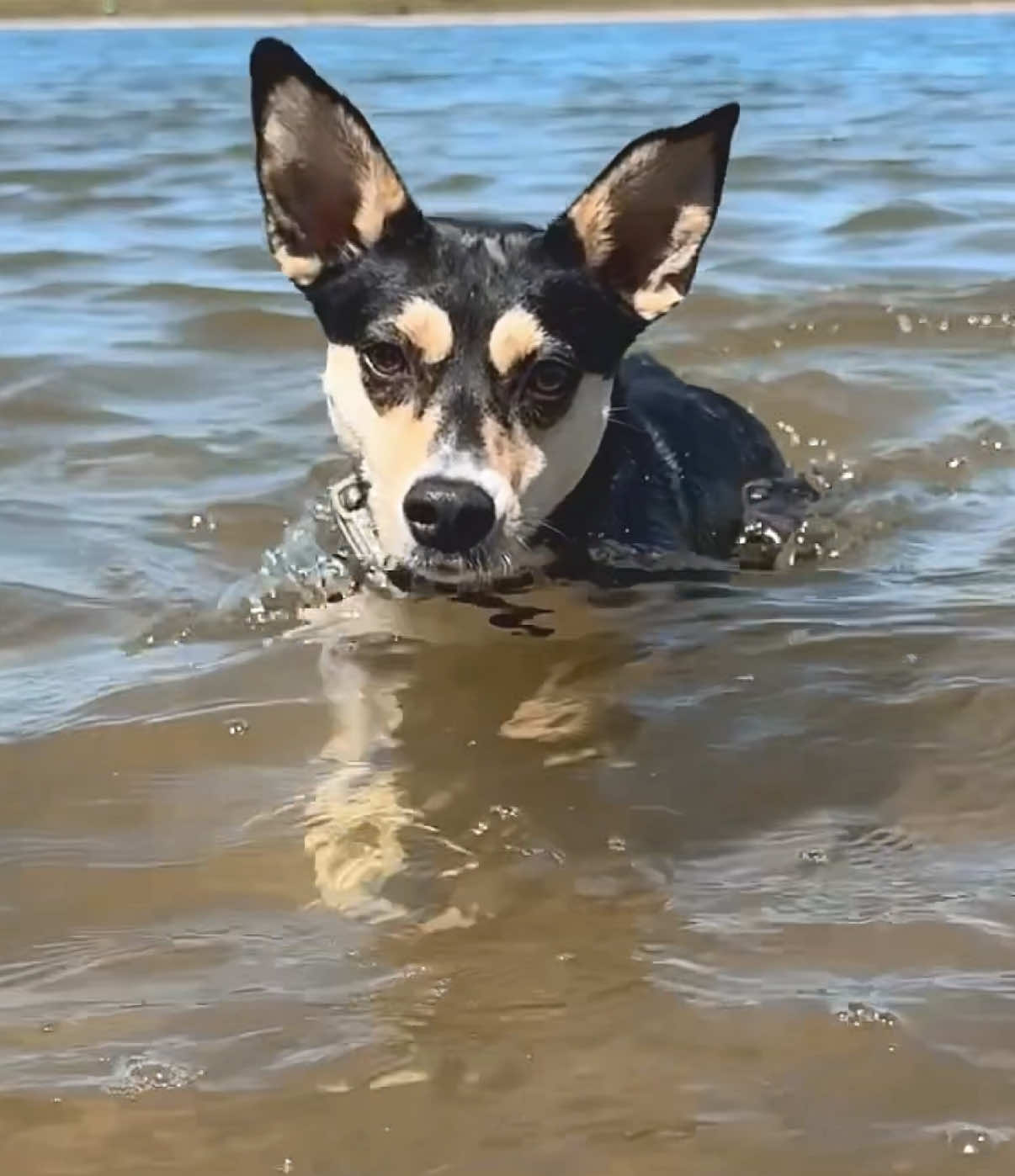 @🐾