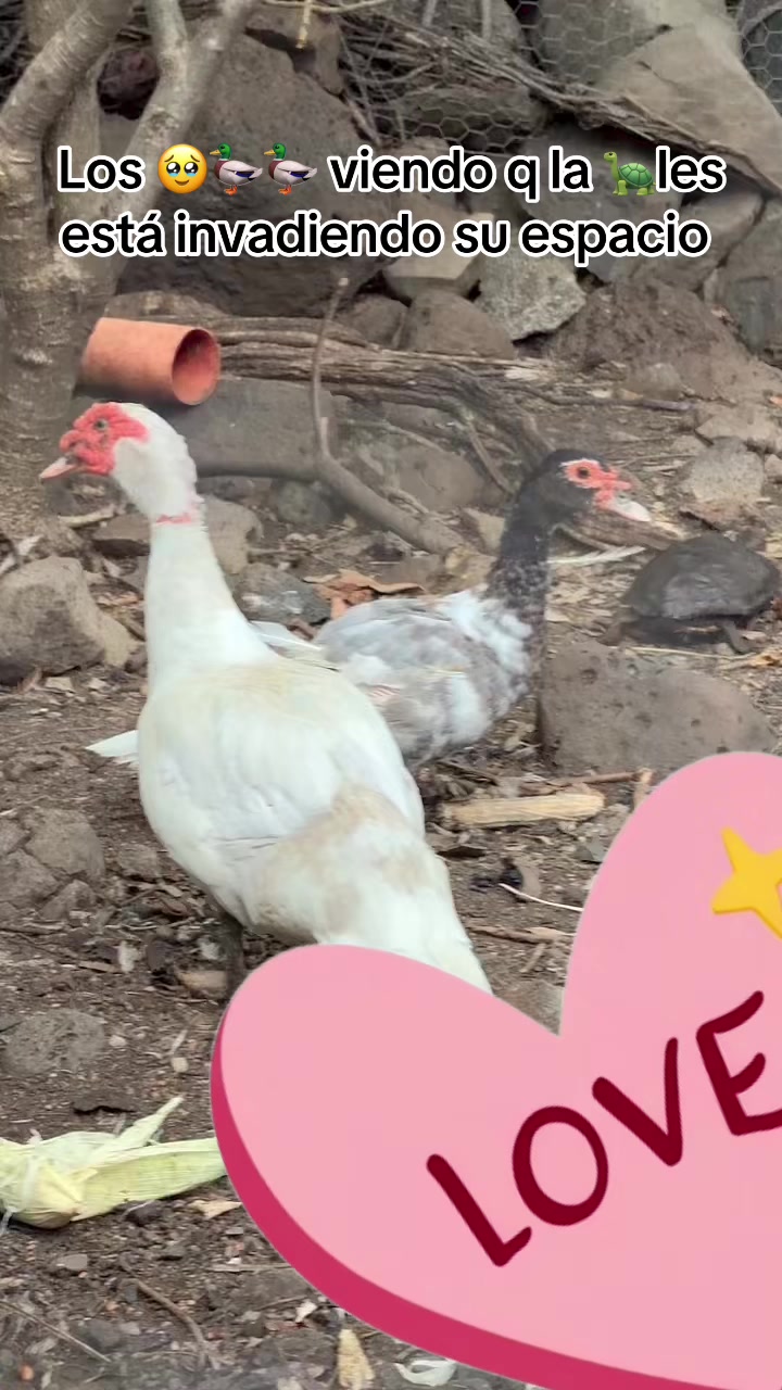 @🦋