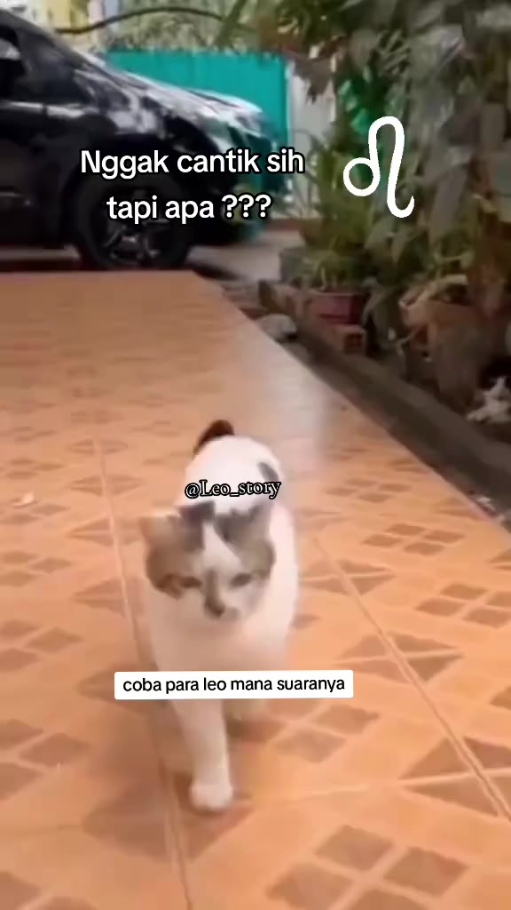 @Leo_Story
