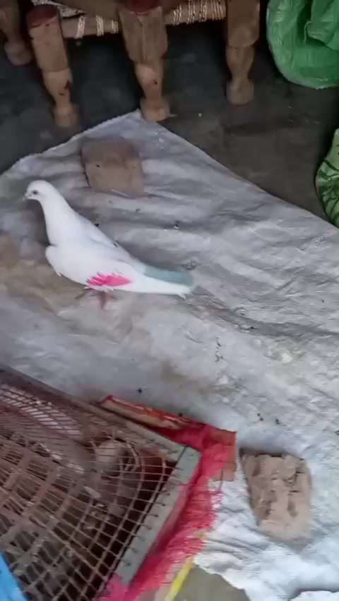 @آصو کھوکھر