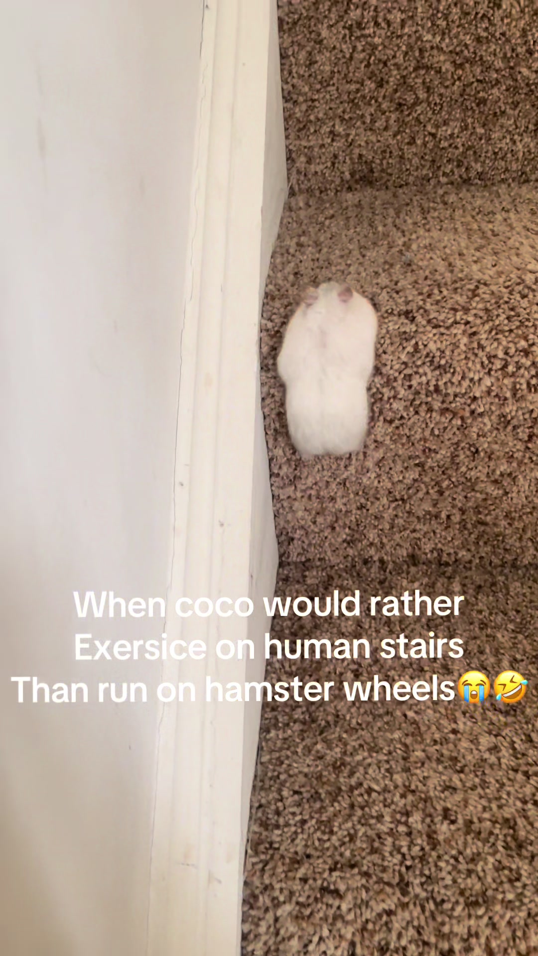 @MoChi&CoCo