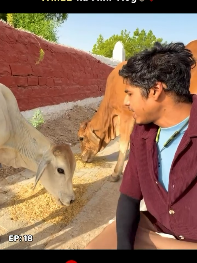 @cows_b_like
