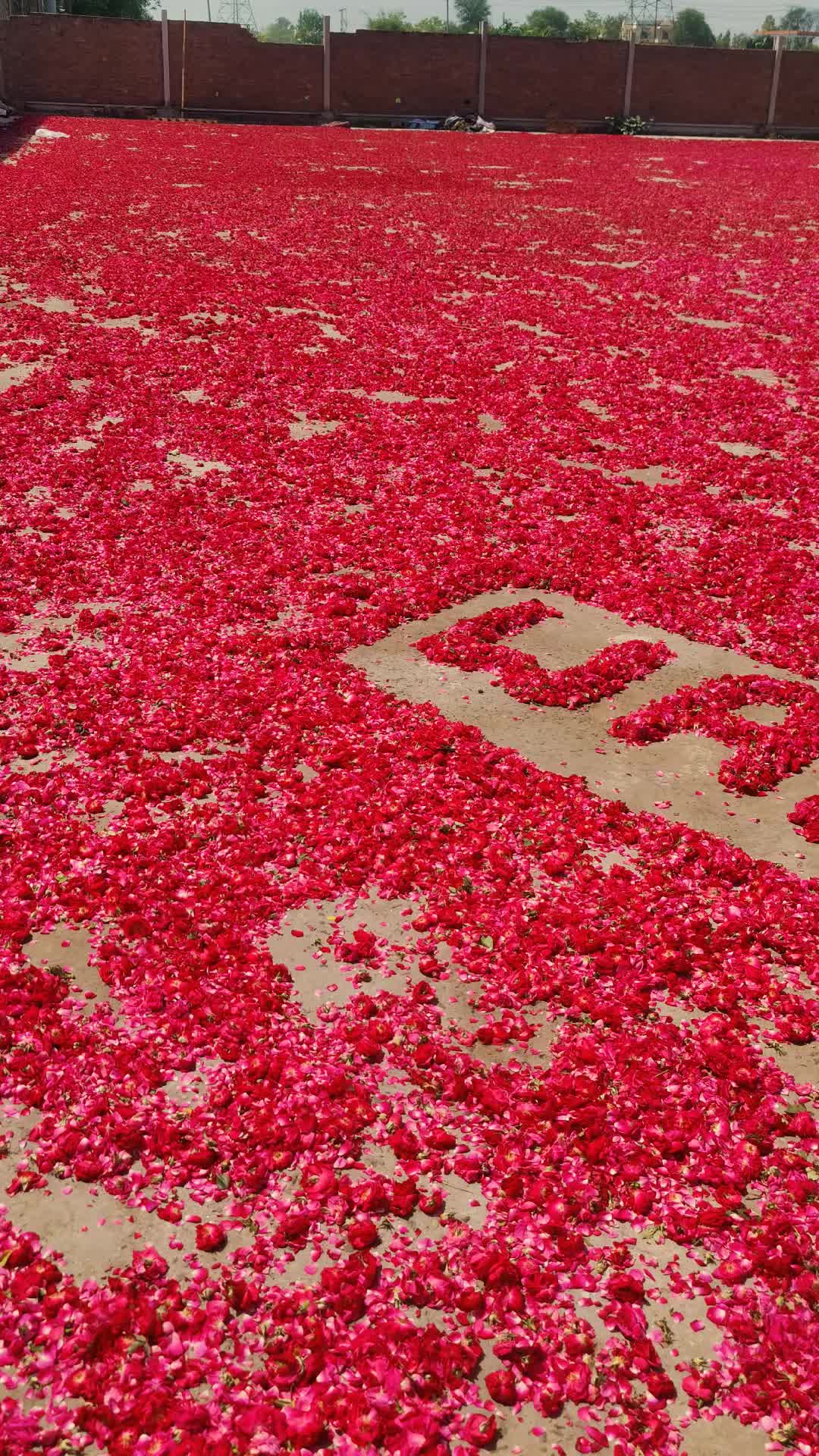 @🌷𝐒𝐇𝐀𝐍 𝐅𝐋𝐎𝐖𝐄𝐑𝐒🌷