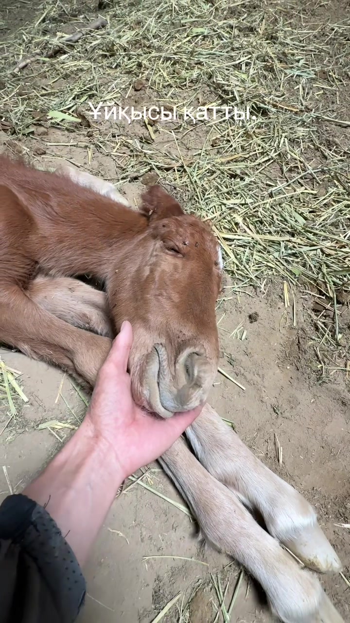 @Наурызбек