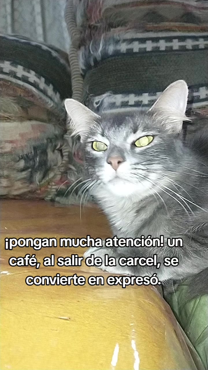 @petuchis