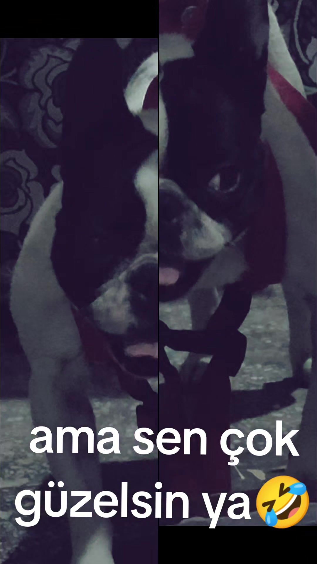@piraye42 🇹🇷🇲🇽