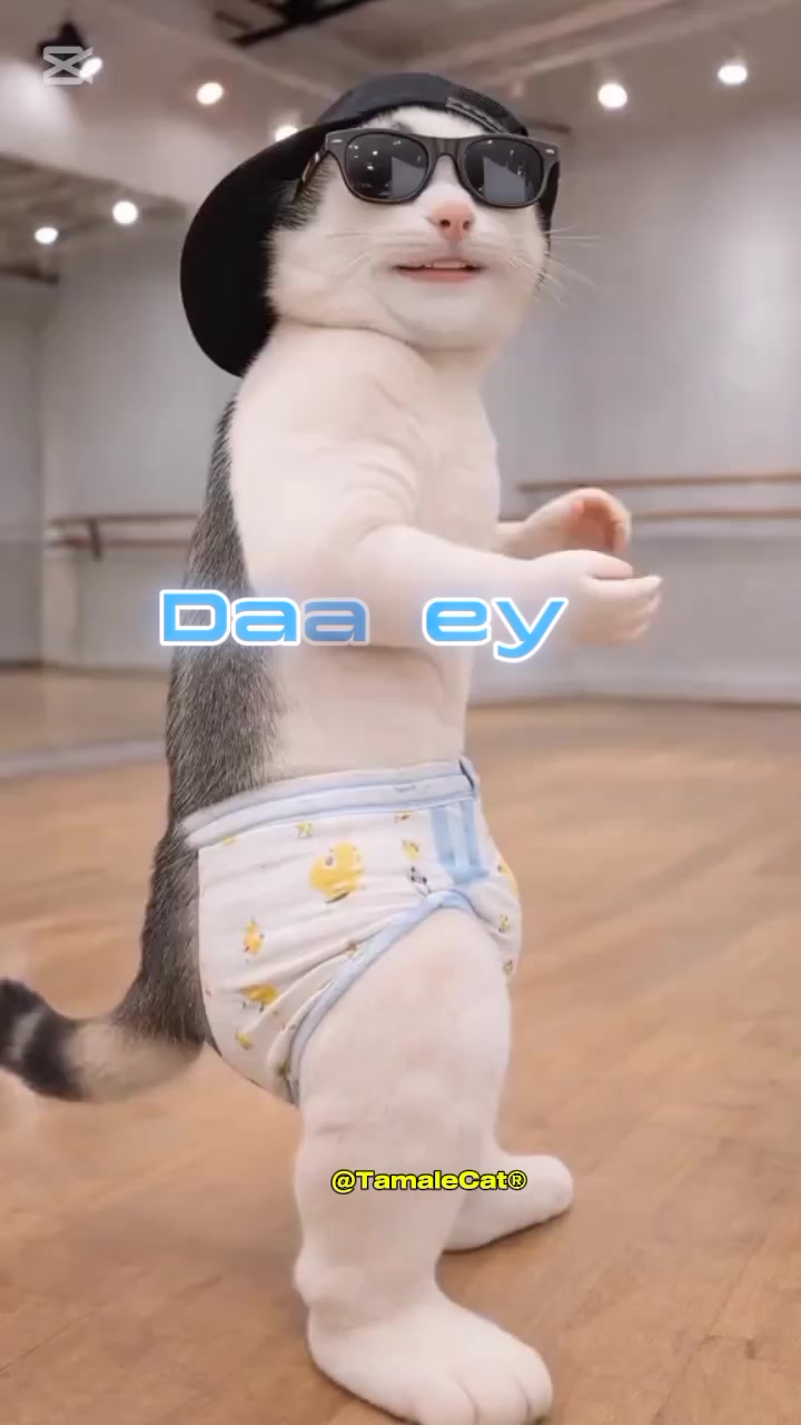 @Tamale Cat
