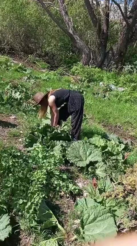 @ANKA KUŞU KÜLLERiNDEN DOĞUŞU