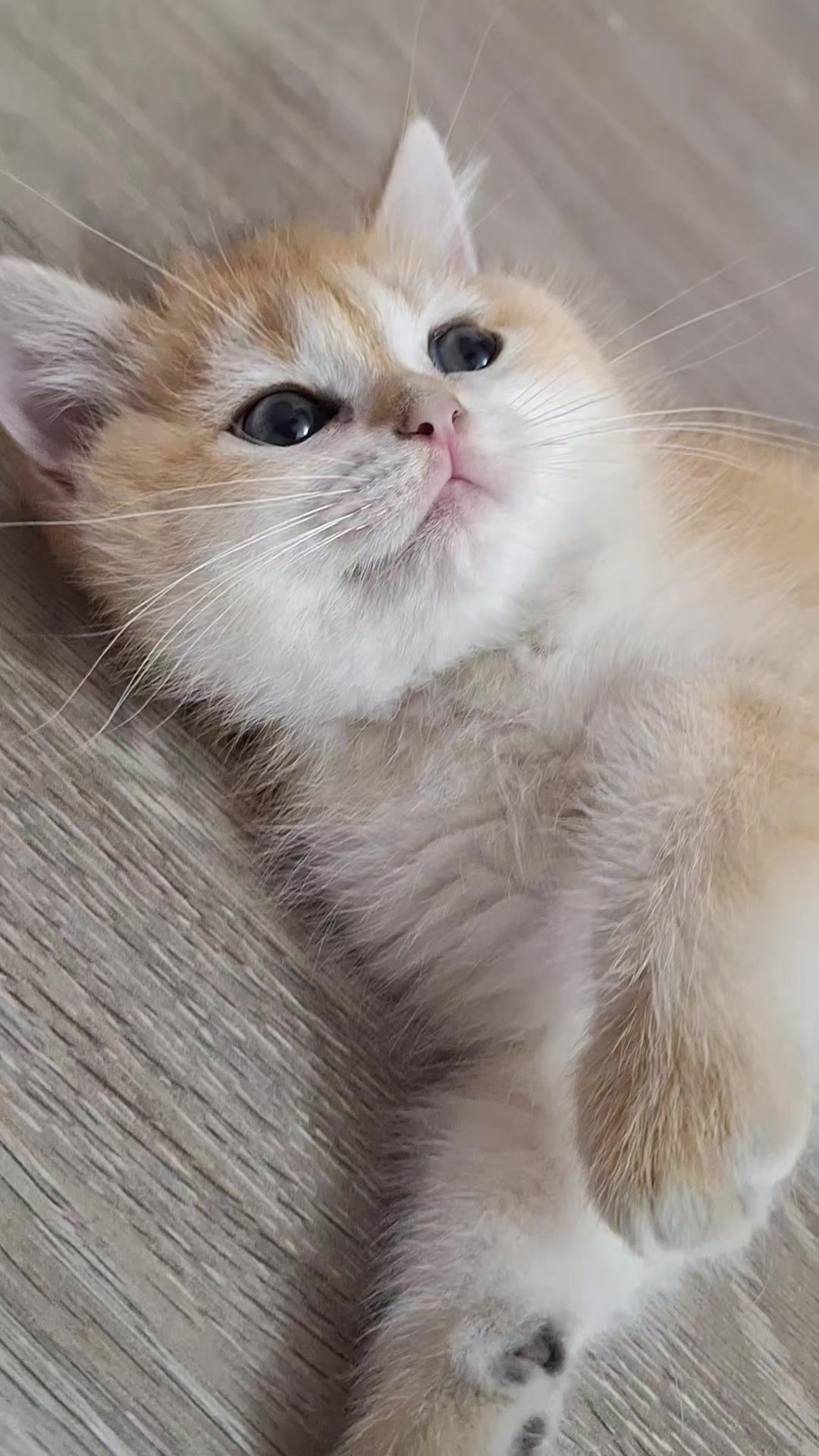 @Zoo_JASMİN🦂🥰