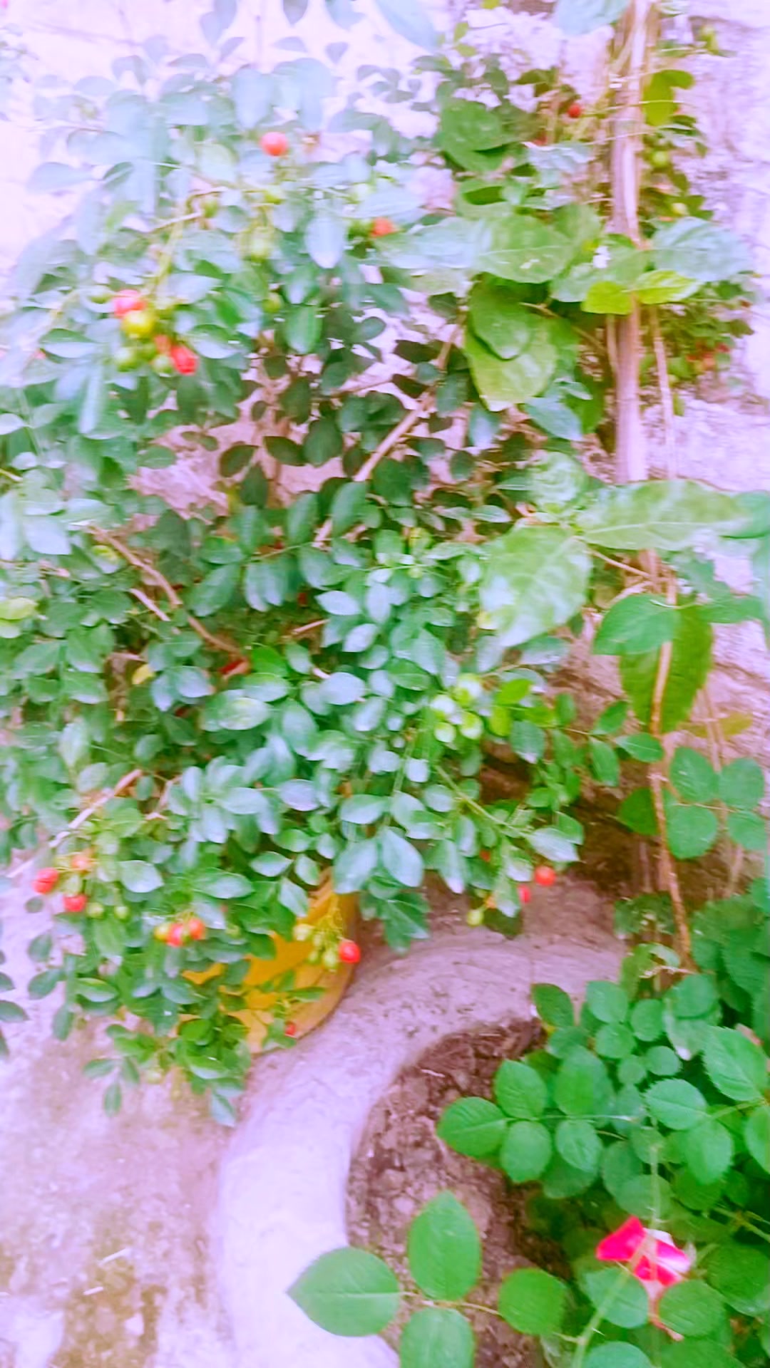 @shahzain
